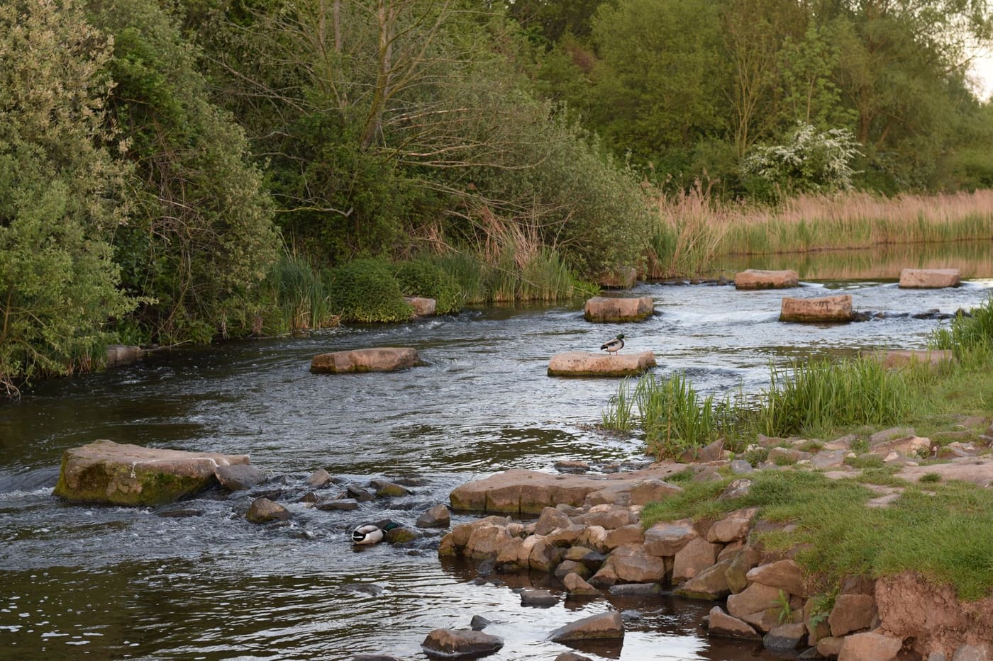 Flat stepping stones crossing a shallow river with green banks
