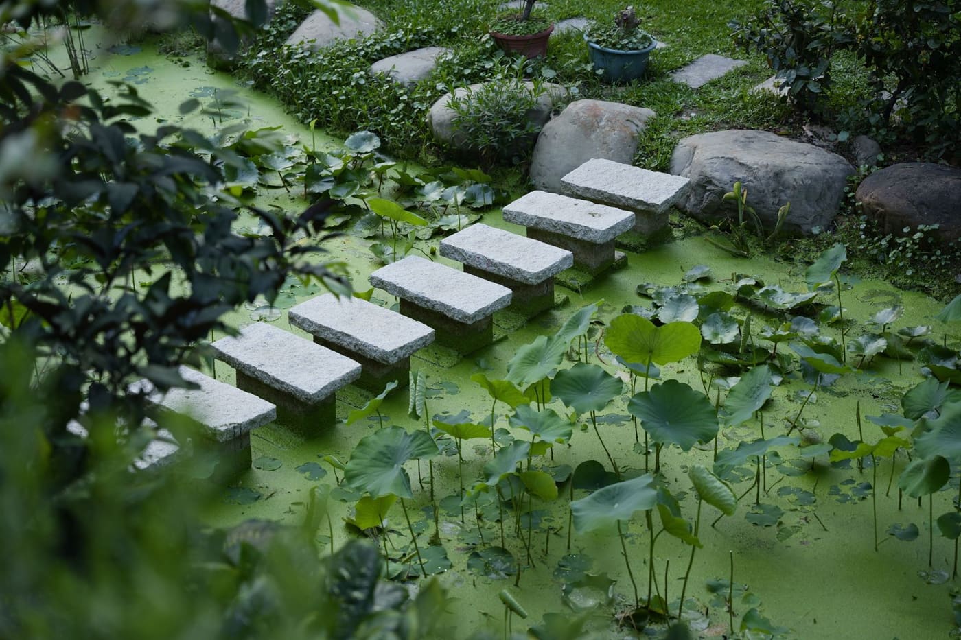 A row of flat stone steps crossing a pond surrounded by plants